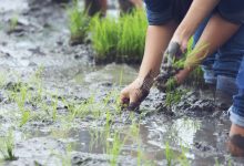 Agua regenerada: Una solución para la agricultura en Galicia